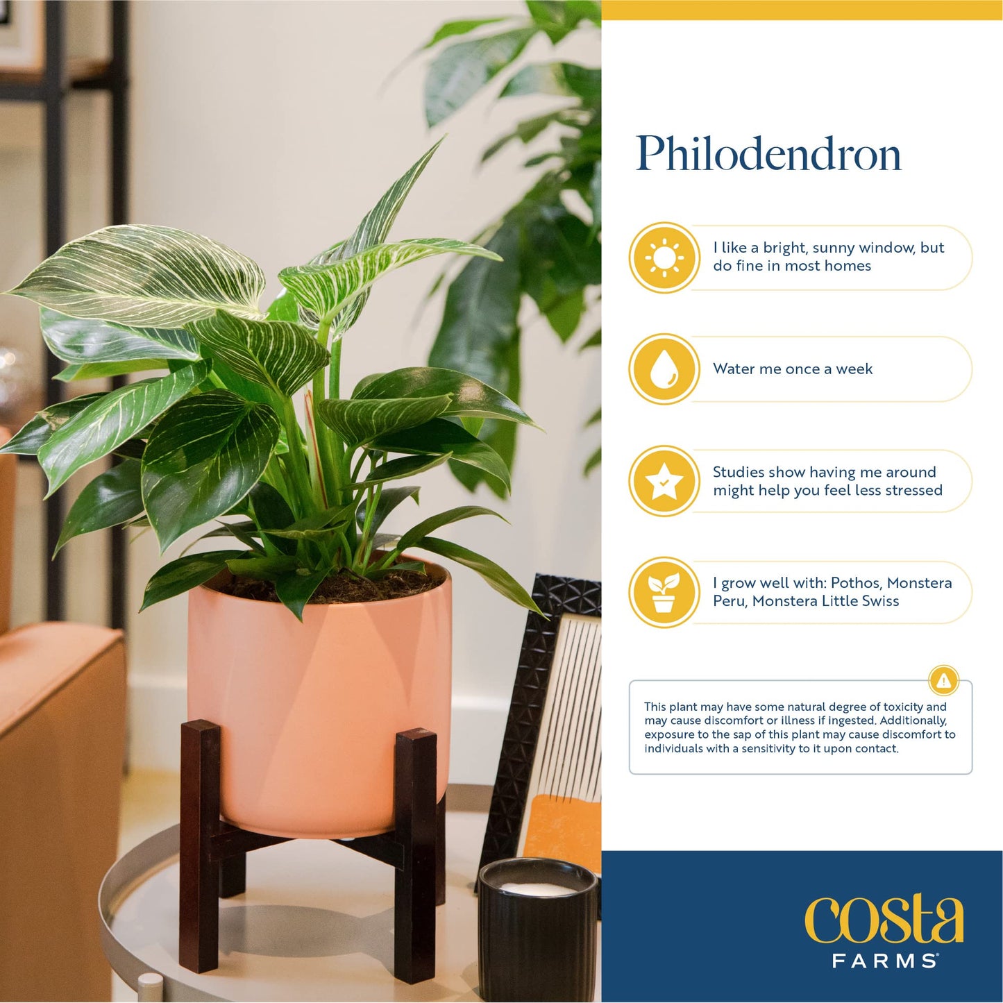 Costa Farms Philodendron Live Plants (Pack of 6), Easy to Grow Indoor Houseplants, Grower's Choice Collection, Potted in Minimal Decor Plant Pots, Potting Soil, Housewarming Gift, Home and Room Decor