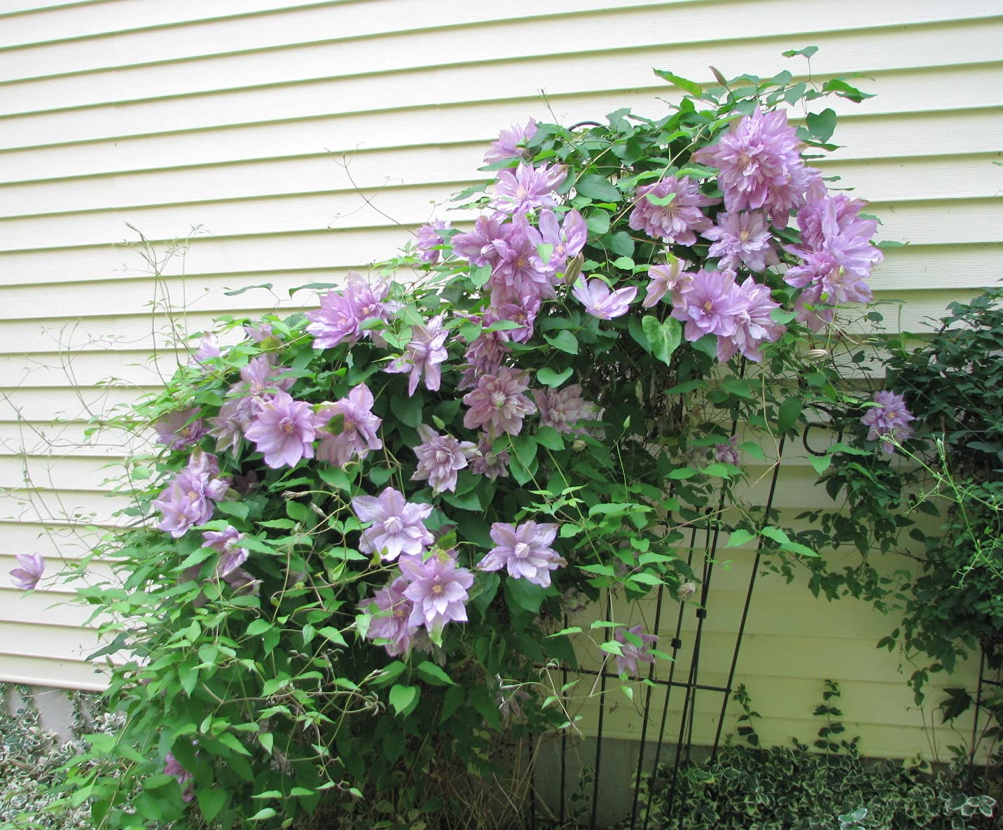 Clematis Proteus - Live Plant in a 4 Inch Growers Pot - Clematis 'Proteus ' - Starter Plants Ready for The Garden - Beautiful Lilac Flowering Vine